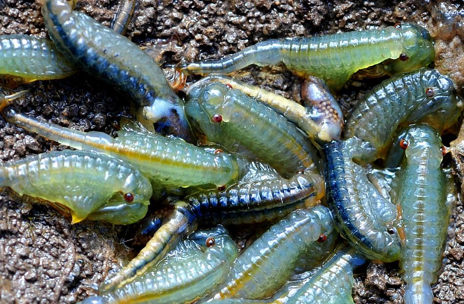 Chirocephalus gr. diaphanus di Civitella Alfedena  (PNALM)